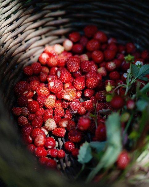 Roots & Fruits: Earth's Mosaic Hamper